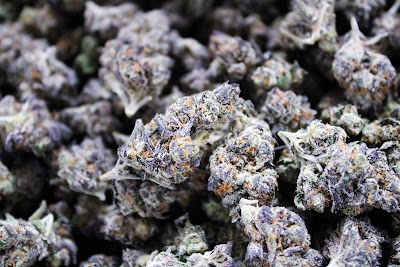 Primetime Buds Wagoner