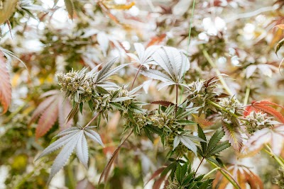 Prohibition 37 (P37) - Las Cruces Dispensary (Formerly Green Goods)