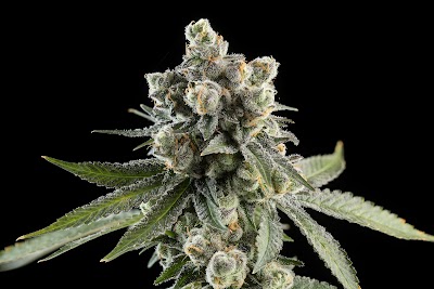 Prohibition 37 (P37) - Las Cruces Dispensary (Formerly Green Goods)