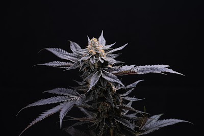 Proper Cannabis Festus - East