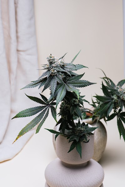 Proper Cannabis University City