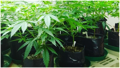 Puffers Place Medical Cannabis Dispensary