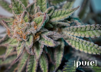Pure Dispensary