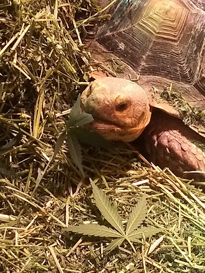 PurLife Dispensary Alamogordo