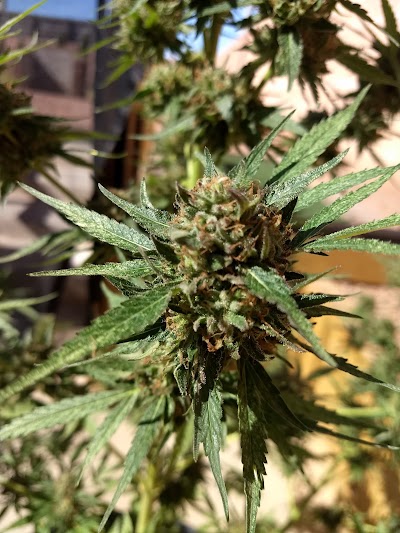 PurLife Dispensary Alamogordo