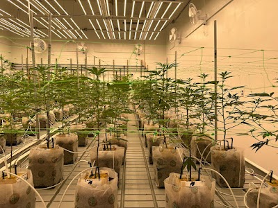 ReMaine Humble Farms Medical Weed Dispensary