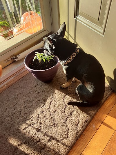 Restore Dispensaries Wilkes-Barre