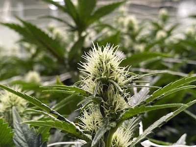 R.Greenleaf Carlsbad