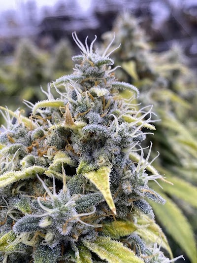 R.Greenleaf Carlsbad