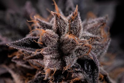 R.Greenleaf Carlsbad