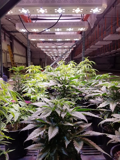 Rio Vista Farms Dispensary
