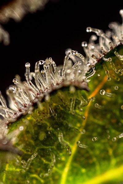 Ripple Wellness - Saco: Medical Cannabis Dispensary