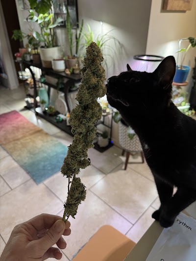 RISE Medical Cannabis Dispensary Crystal River