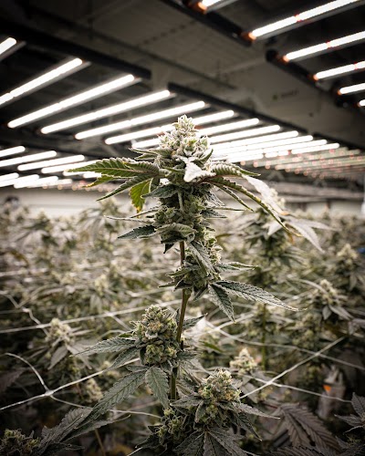 Royal Cannabis Supply Co Retail & Grow Facility