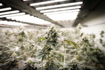 Royal Cannabis Supply Co Retail & Grow Facility