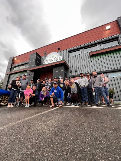 Scorpion Grass - Wasilla