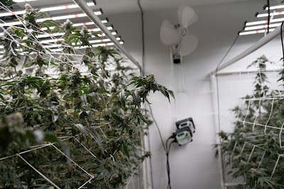 Semilla Cannabis & Weed Dispensary