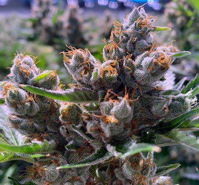 Silver Stem Fine Cannabis Denver East Aurora Cannabis Dispensary