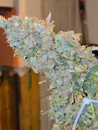 Smyth Cannabis Co. | Lowell