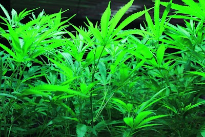 Snaxland - CO Springs