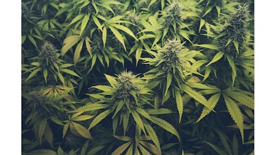 Southern Maine Apothecary: Kittery Medical Cannabis