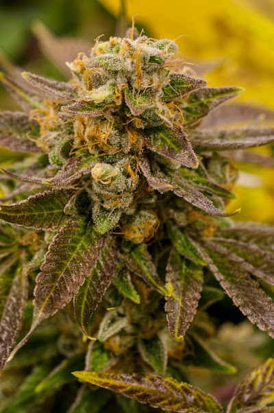 Star Buds Ft. Collins