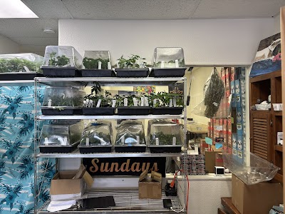 Sundays Clone Bar and Dispensary