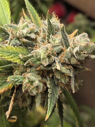 Sundays Clone Bar and Dispensary