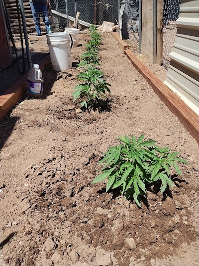 Sundays Clone Bar and Dispensary