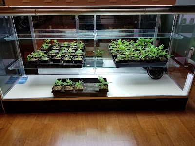 Sweet Relief St.Helens