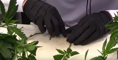 T Nugs World of Cannabis Dispensary