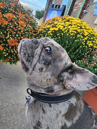 Terpene Station Cannabis Marijuana Weed Rosin Dispensary Oklahoma City Shields Blvd