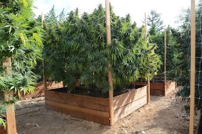 The Canadian Cannabis Store