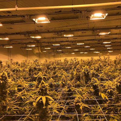 The Cure Company Cannabis Dispensary