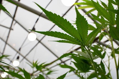 The Dispensary - Chesterfield