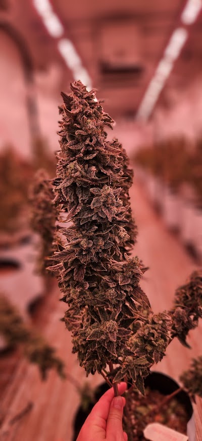 The Farm Weed Dispensary - Felton