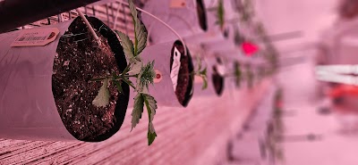 The Farm Weed Dispensary - New Castle