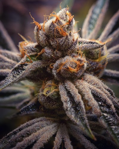 The Fireweed Factory