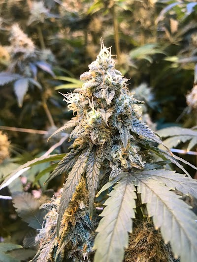 The Green House Dispensary - Durango