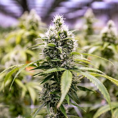 The Green Solution Recreational Marijuana Dispensary