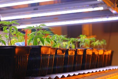 The Heart of Humboldt: The Cannabis Dispensary