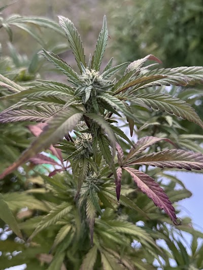 The Hemp Depot / Dispensary