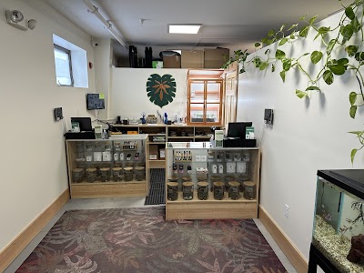 The Hidden Grove Cannabis Dispensary