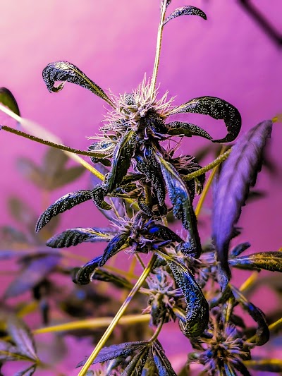 The Hill (Formerly Acanza)