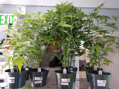 The Medication Station Dispensary - Cottage Grove