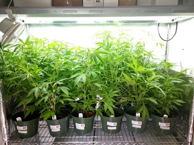 The Medication Station Dispensary - Cottage Grove