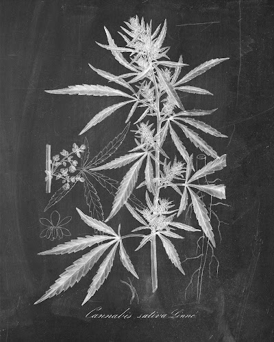 The Next Level Wellness