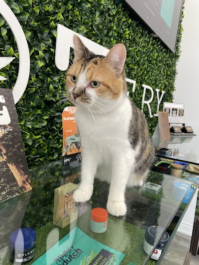 The Potery - Cannabis Guelph