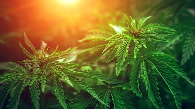 The Red Light District