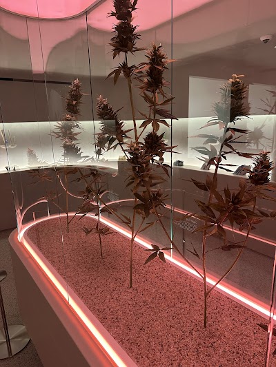 The Travel Agency: A Cannabis Store - Fifth Avenue